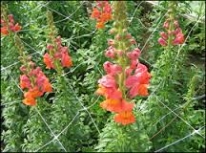 supporti-fiori-ortaggi-1