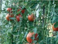 supporti-fiori-ortaggi-2