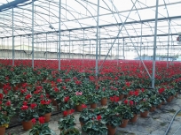 teli-pacciamatura-1
