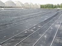 teli-pacciamatura-5